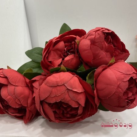 فوانيا خمري سادة